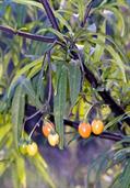 Solanum laciniatum